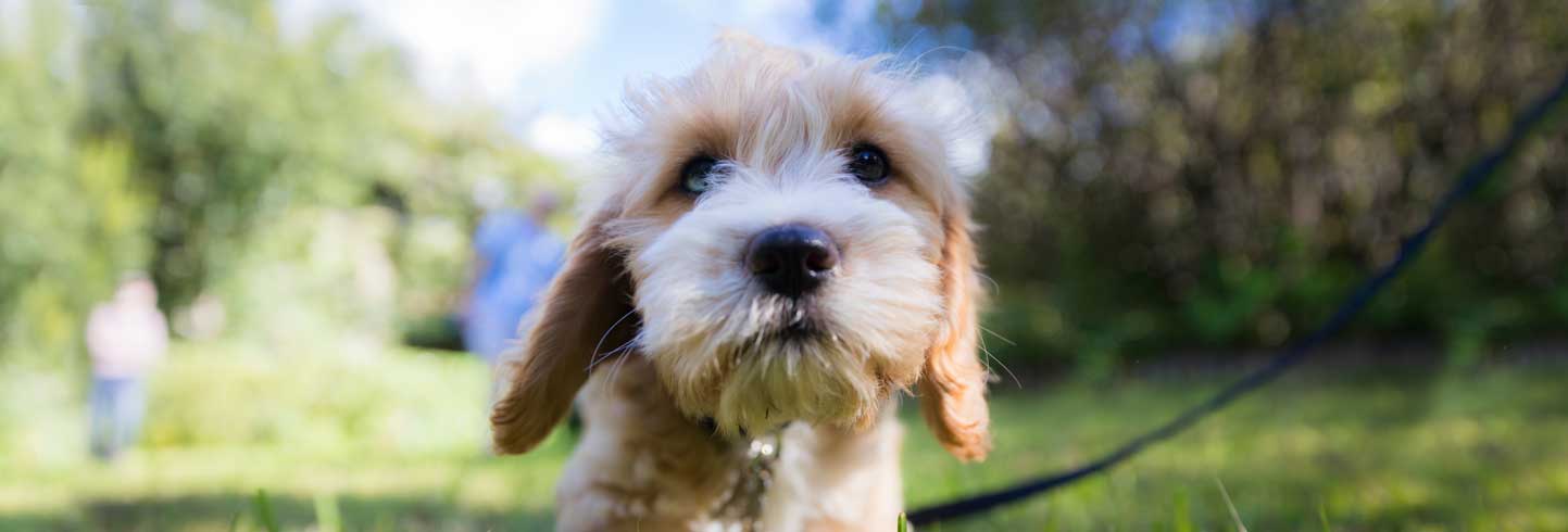 Redondo Shores Veterinary Center