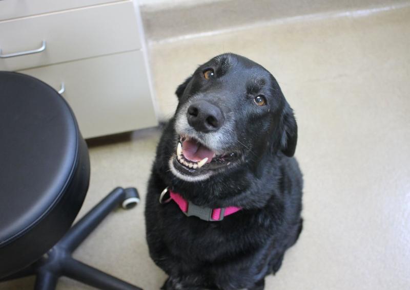 Carousel Slide 7: Senior pet care