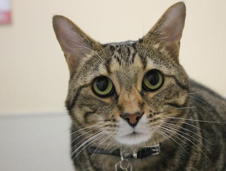 Carousel Slide 8: Cat veterinarians